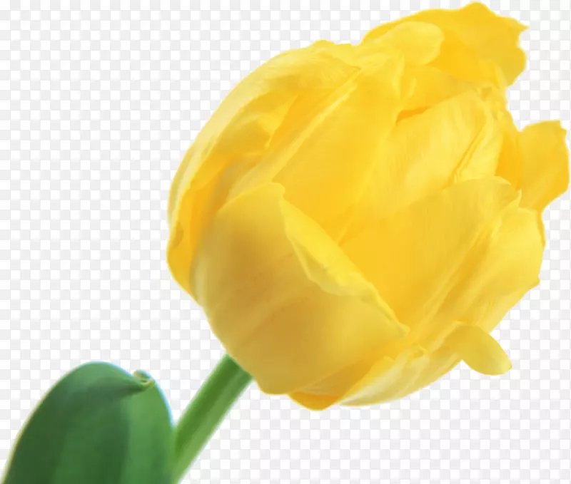 �������ֽ����õ�廨-������