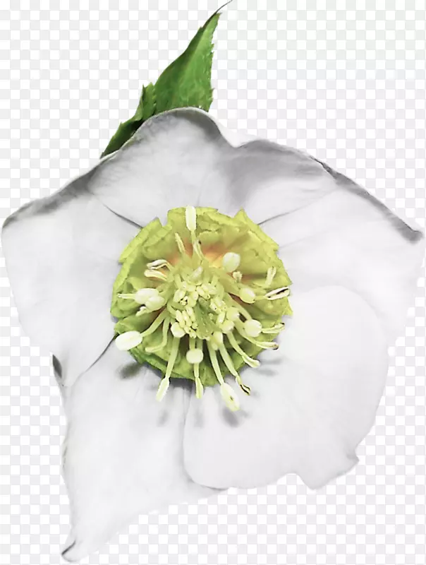 Ǿޱ���л�õ�廨��-������