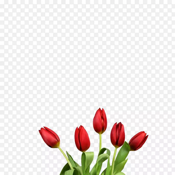 �����㻨����ɫ������-������-������