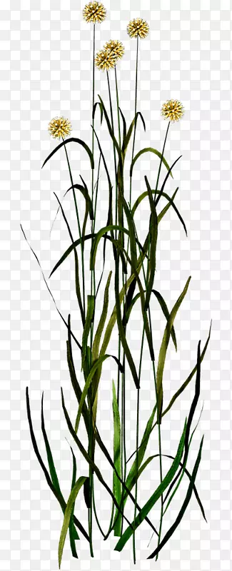 �ѹ�Ӣֲ�ﻨ�����-�ѹ�Ӣ�ڷ���ҡ��-������