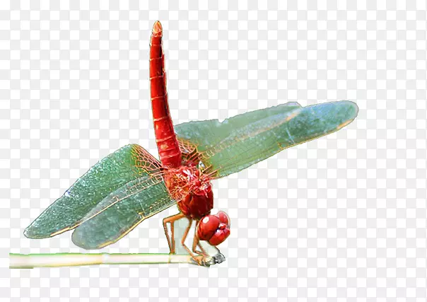 ������������-��֦����װ��ͼƬ-������