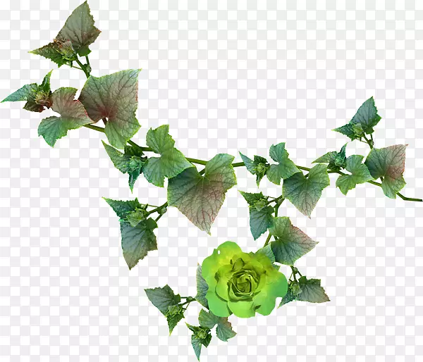 ��򲩿ͼ�����-������