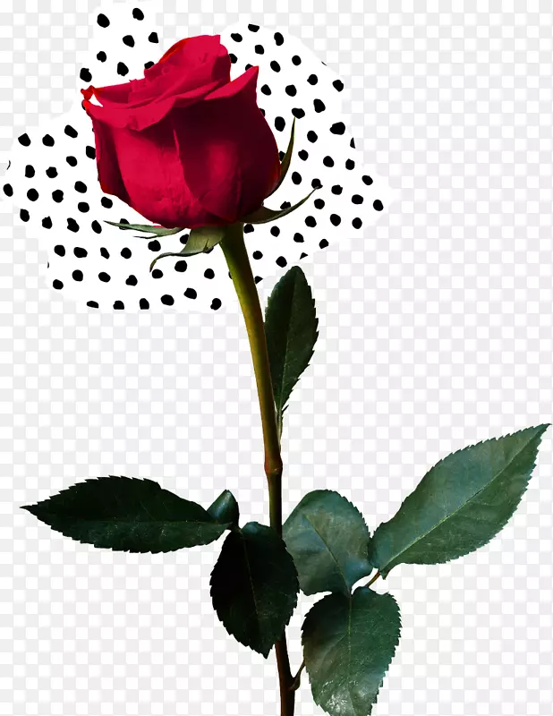 ��԰õ�塢���õ�塢��������������-õ�庣-������