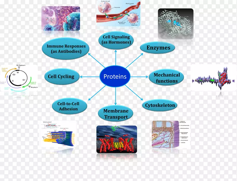 ������ϸ��Ĥ���ﰱ����-������