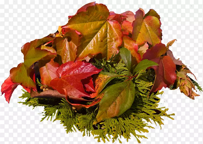 ��Ҷ���ͼ�����-����-������