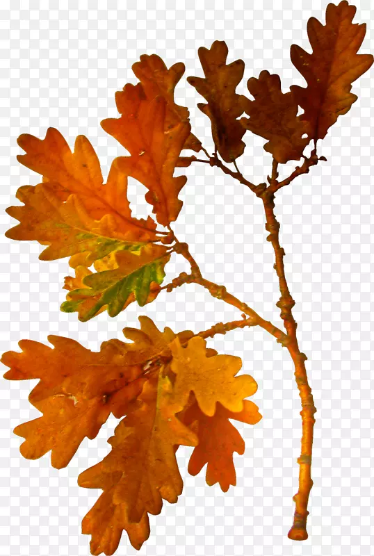 ������-������