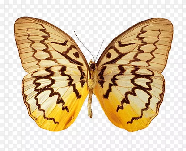 �������궯��-����-������