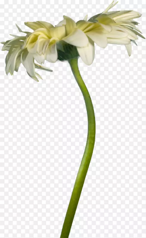 ��������л�ֲ�ﾥ���껨-������