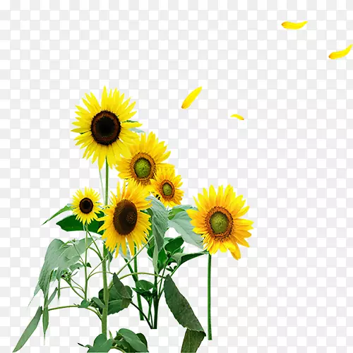 ��ͨ���տ�-������