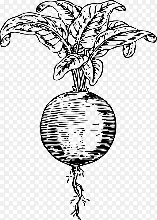 ����߲˼�����-�߲�-������