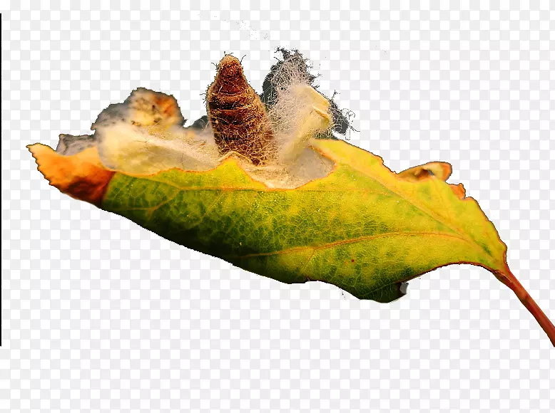 Ҷ��-������