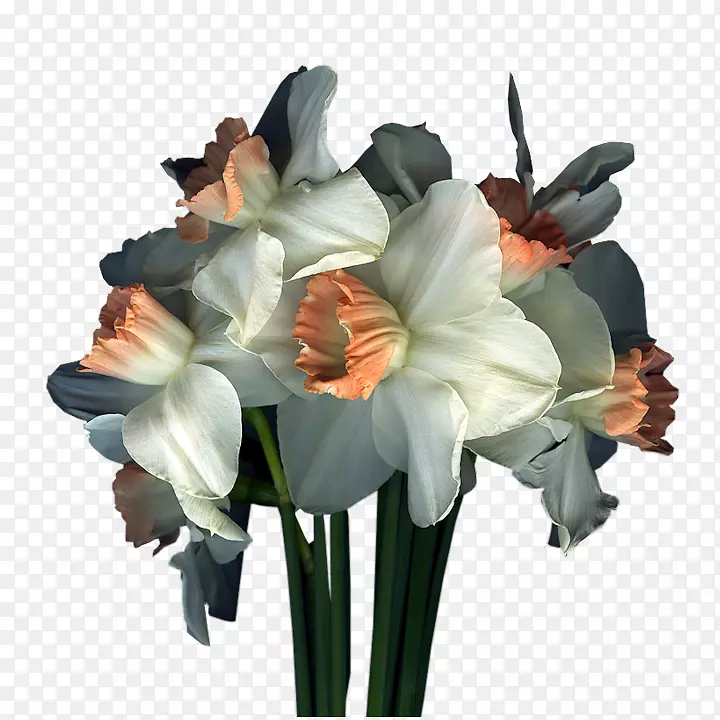 �������-�Ŵ���Ů-������