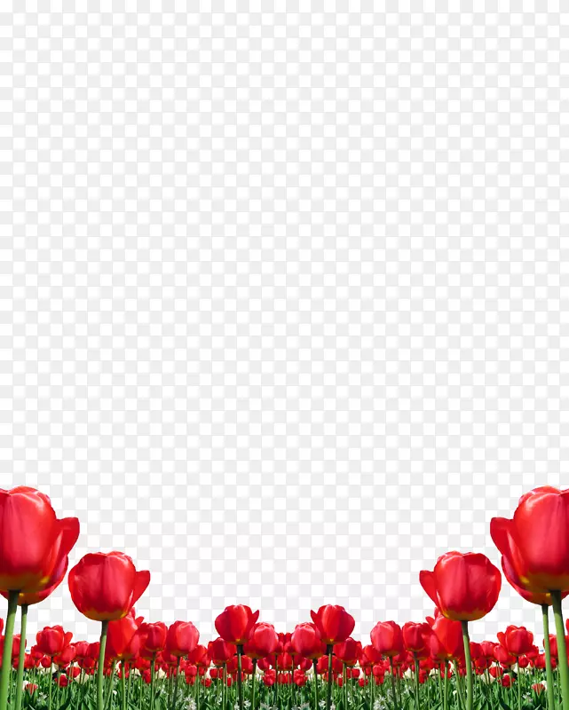 �����㻨��������-������