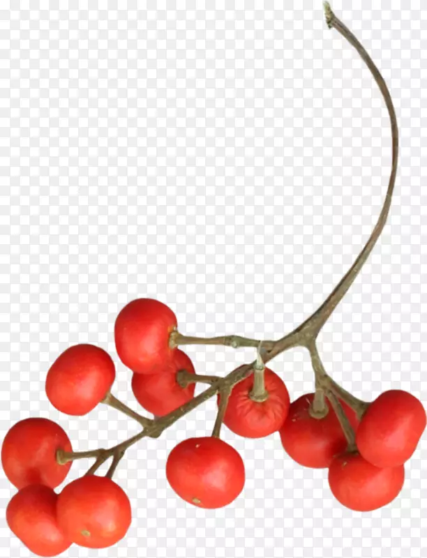 ɽ�(Crataegus Pinnatifida)-������