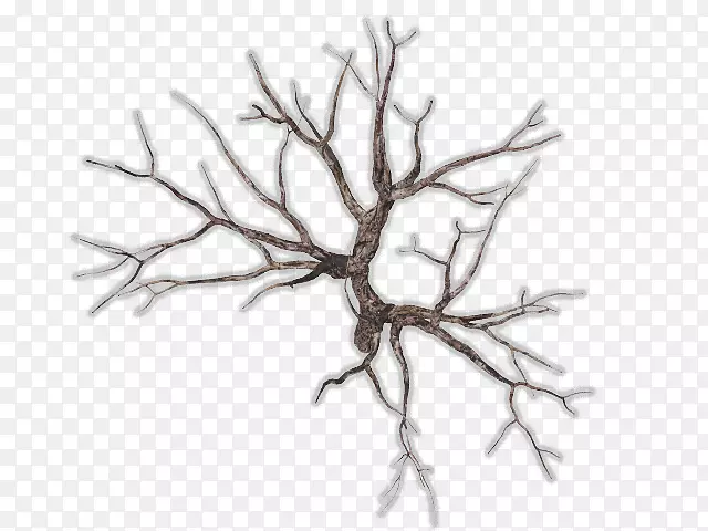 ֦����֦-������