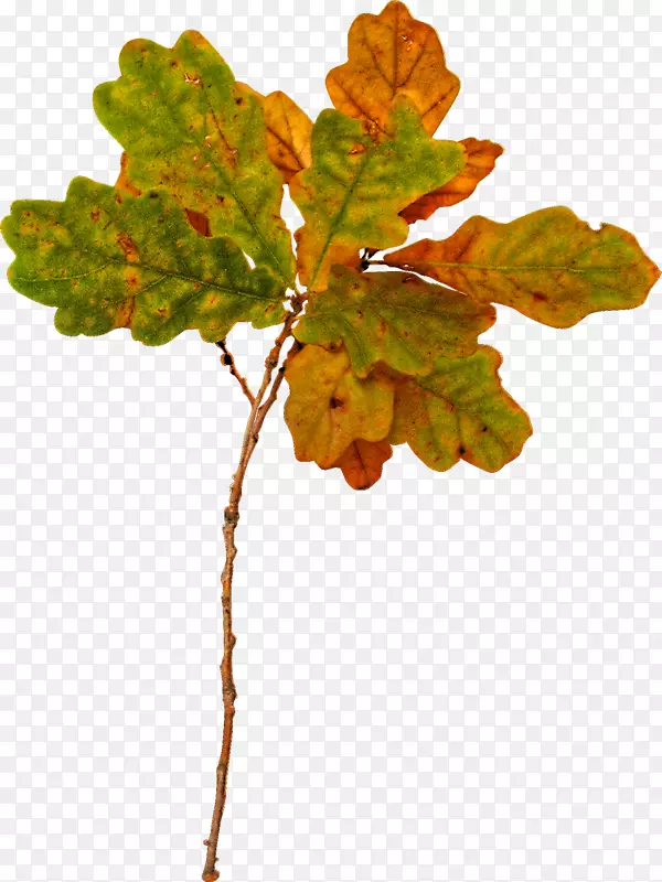 �⾰����-������