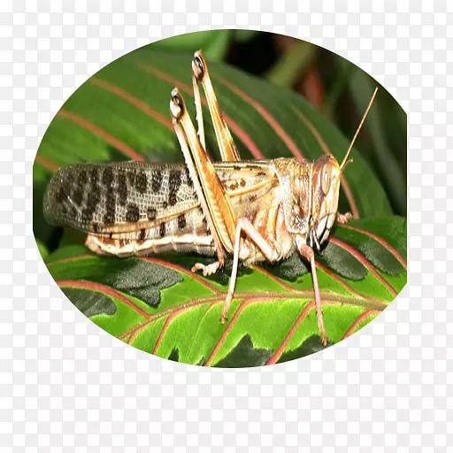 �ȳ�-������