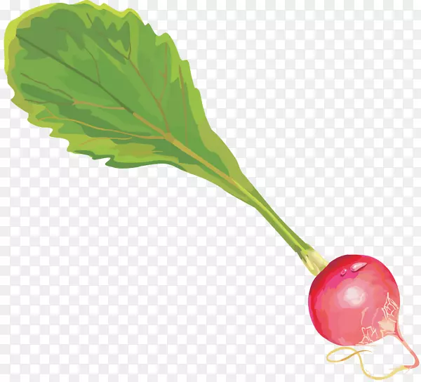 ��԰�ܲ�Ҷ�߲˸��˼������ܲ�-������