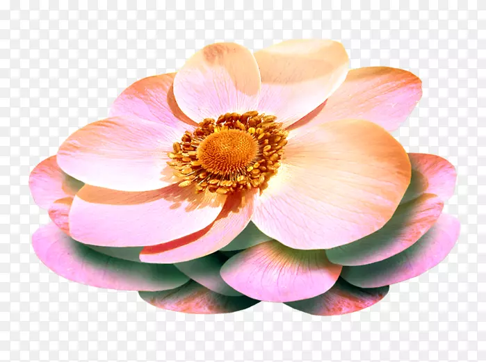 ���ܶ���������-������