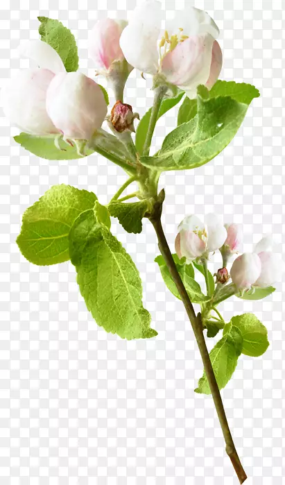 ���ͷ�װPostScript������-������