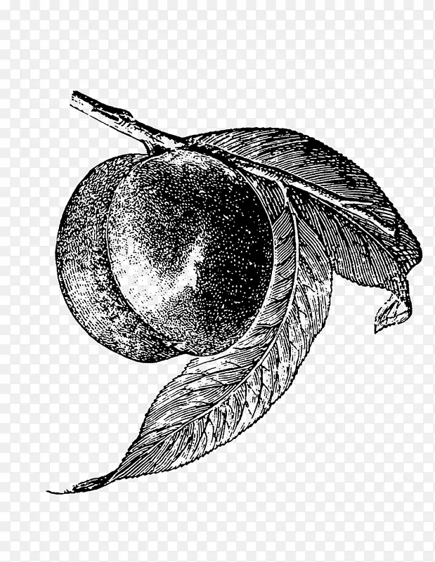 ��Ҷ����/m/02csf��-��֦-������