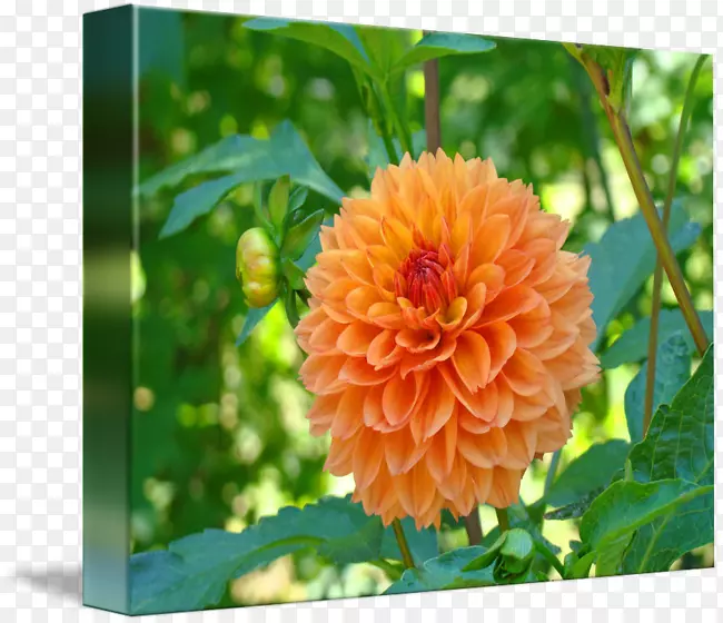 �������龥�ٺ�-���ܺ���-������