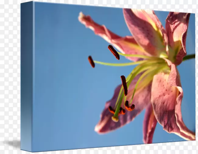 �������洫�������ʢ��-������