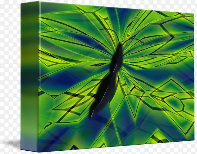 ��ɫ�Գ�Ҷ״����-������