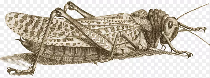 һС��ȳ棬ʤ���߰��������������-������