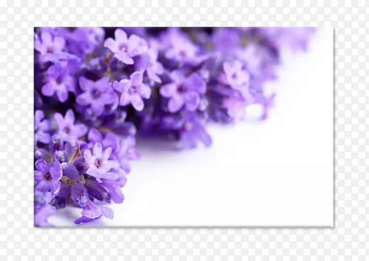 ޹�²���Ӱ����-��ѻ�-������