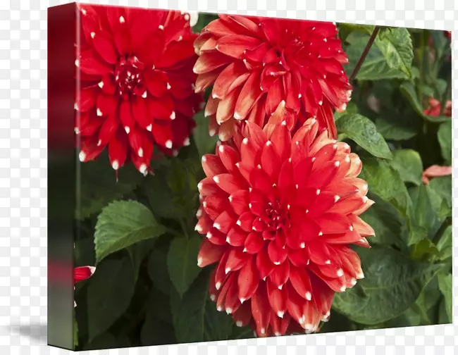 �󻨾ջ�����һ����ֲ��-������-������