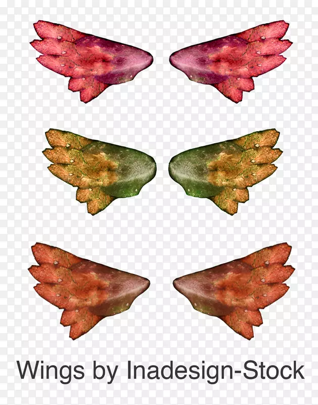 Ҷ��-��õĳ��-������