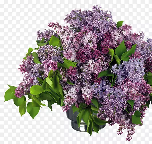 ���������-����-������