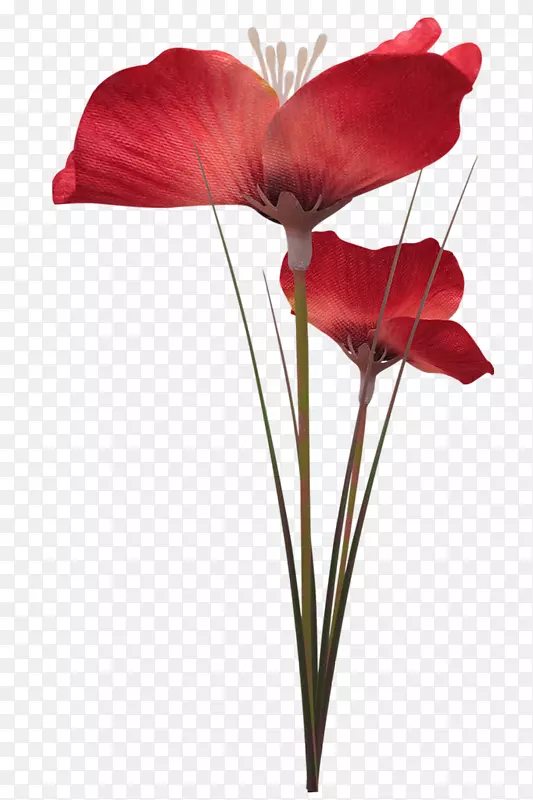 �������ͼ�������-����-������