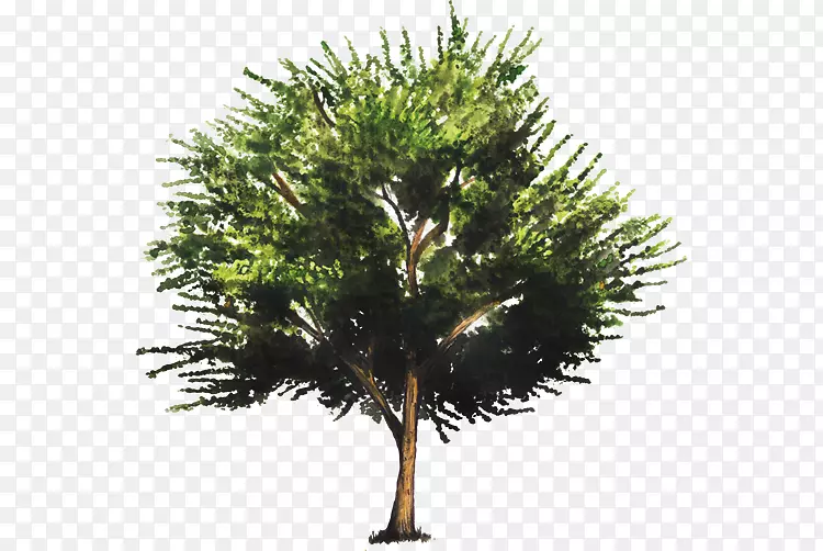 �Ե���ֲ��-����ֲ��-������