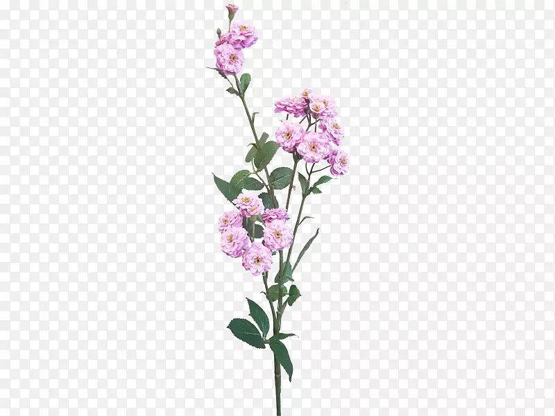 �ɶ꣬�������л���������ƣ�ֲ�ﾥ-���컨-������