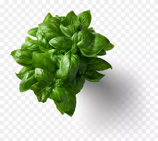 �������˵�ģ�����ʳ��-�˵�-������