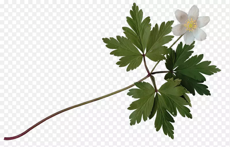 ������Ӱ������-������