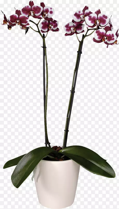 �ɶ�������԰õ��Ʒ�ֻ�-������