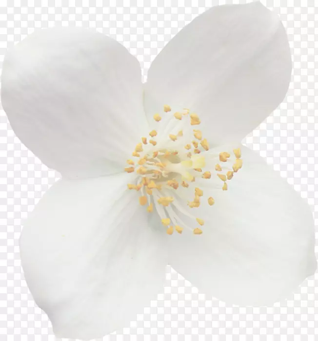 ������ľ���ơ�����-������