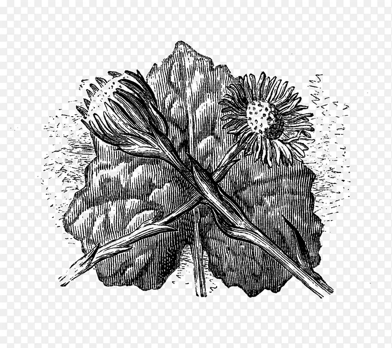 Ҷͼ/m/02csf��ľ����ֲ��-Ҷ-������