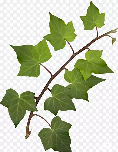 Ҷ���͹�դͼ����Ҷ-������