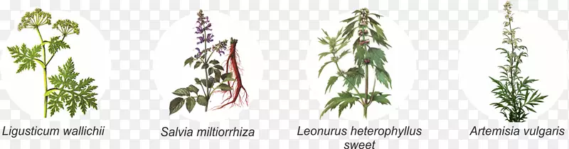 С֦����β�ݾ�Ҷ��-Ҷ-������