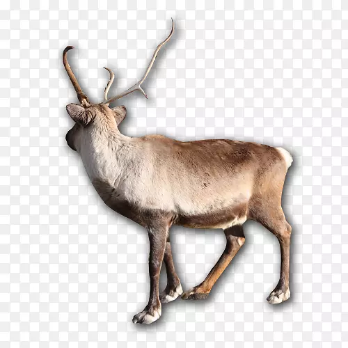 ѱ¹��¹�Ƕ���Ұ������¹-������