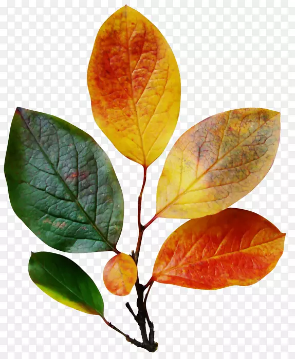 Ҷ�����������-Ҷ-������