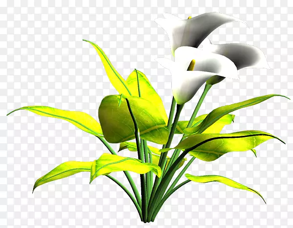 �л�ֲ�ﾥҶ����ֲ��Ҷ-������