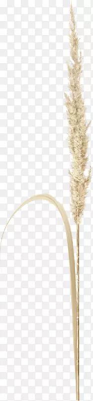 �̱��ƹ���ʳƷ��ͥ-������