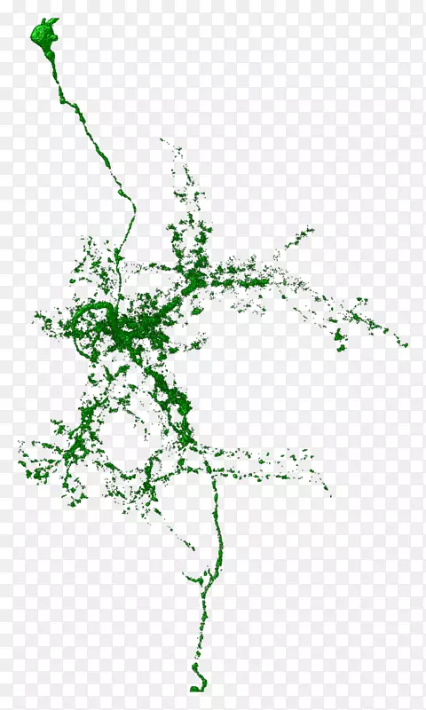 Сֲ֦�ﾥҶ����ֲ��Ҷ-������