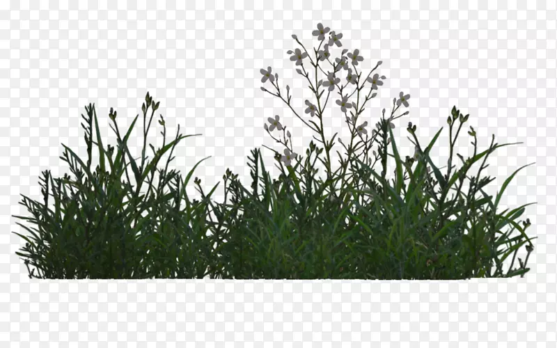 ֲ���ľ-ֲ��͵���ʱ5��-������