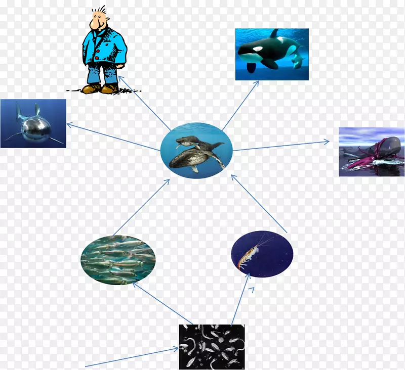 �߿Ƽ��鱦����ϵ��-ʳ����-������